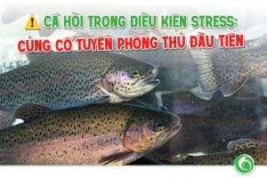 CÁ HỒI TRONG ĐIỀU KIỆN STRESS: CỦNG CỐ TUYẾN PHÒNG THỦ ĐẦU TIÊN