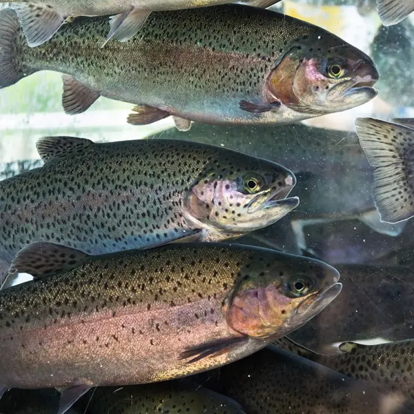 CÁ HỒI TRONG ĐIỀU KIỆN STRESS: CỦNG CỐ TUYẾN PHÒNG THỦ ĐẦU TIÊN