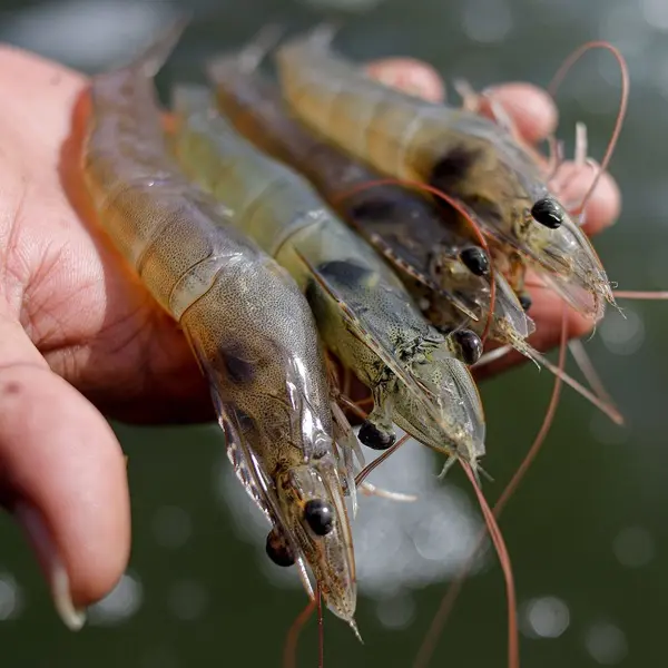 PHÂN TÍCH HỆ PHIÊN MÃ GAN TỤY TÔM DƯỚI ĐIỀU KIỆN NHIỄM THỰC NGHIỆM EHP