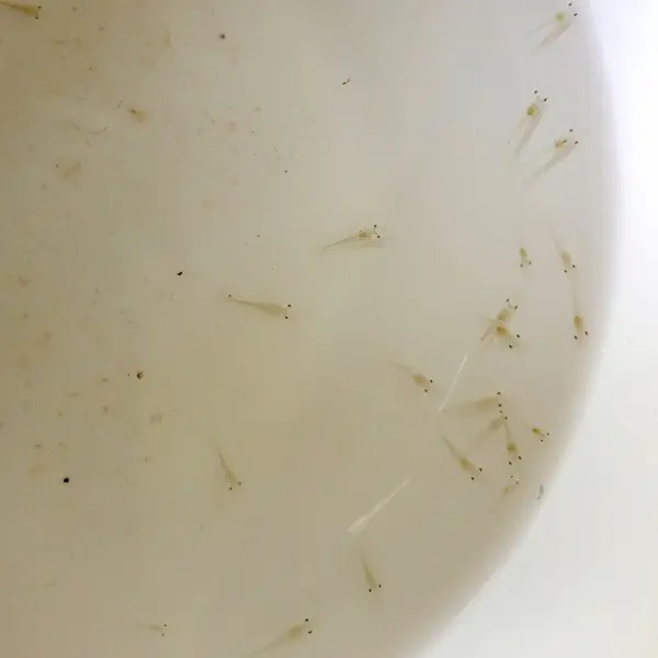 Sự tái phát thường xuyên của EMS/AHPNS/TPD có phải là kết quả của sự mất cân bằng sinh thái gây ra bởi việc sử dụng Chlorine?