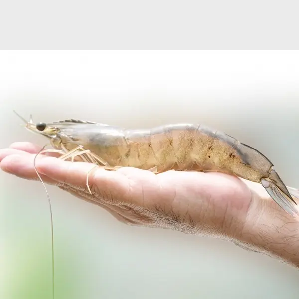 PHÁC ĐỒ ĐIỀU TRỊ BỆNH VÀNG MIỆNG TRÊN TÔM THẺ CHÂN TRẮNG