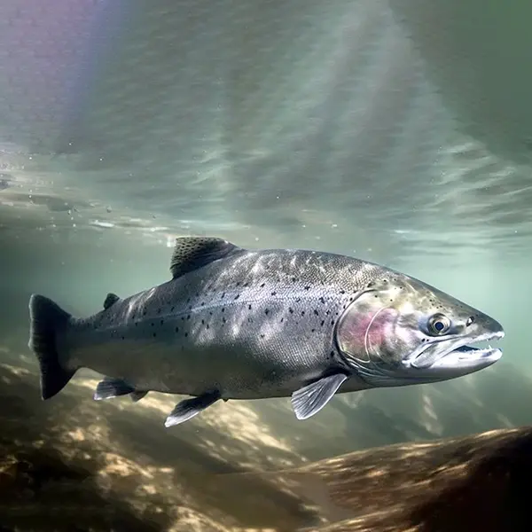 CHUYỂN CÁ AN TOÀN VÀ ĐẨY NHANH QUÁ TRÌNH LÀNH VẾT THƯƠNG VỚI DẪN XUẤT NẤM MEN ĐẶC HIỆU