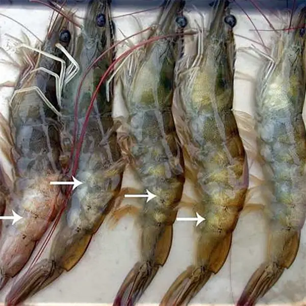 TỔNG HỢP NGUYÊN NHÂN VÀ CƠ CHẾ TRẮNG ĐỤC CƠ Ở TÔM THẺ CHÂN TRẮNG TRONG AO NUÔI KHI THỜI TIẾT BIẾN ĐỘNG