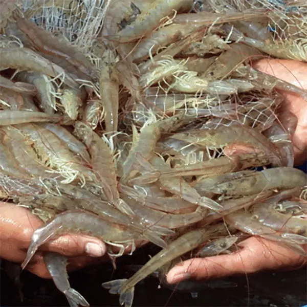 QUẢN LÝ THỨC ĂN TÔM TRONG AO NGOÀI TRỜI ĐỐI VỚI TÔM THẺ CHÂN TRẮNG