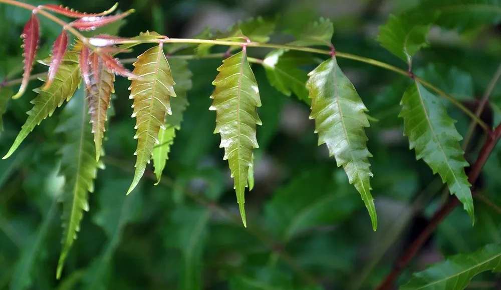 sd_1