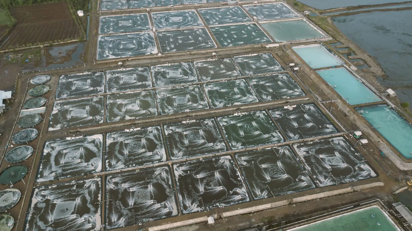 shrimp-farm-aerial-2-east-java-credit-delta-marine-group
