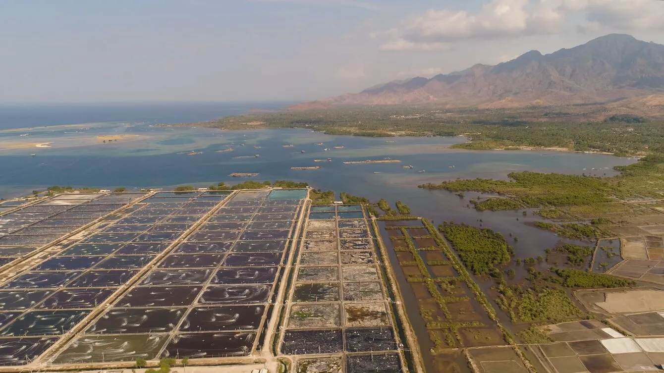 shrimp-farm-indonesia-shutterstock