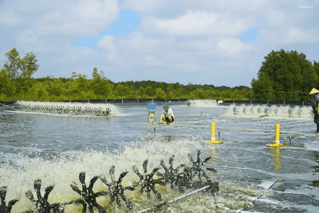 tepbac-envisor-trong-ao-nuoi-vietnam-shrimp-farm
