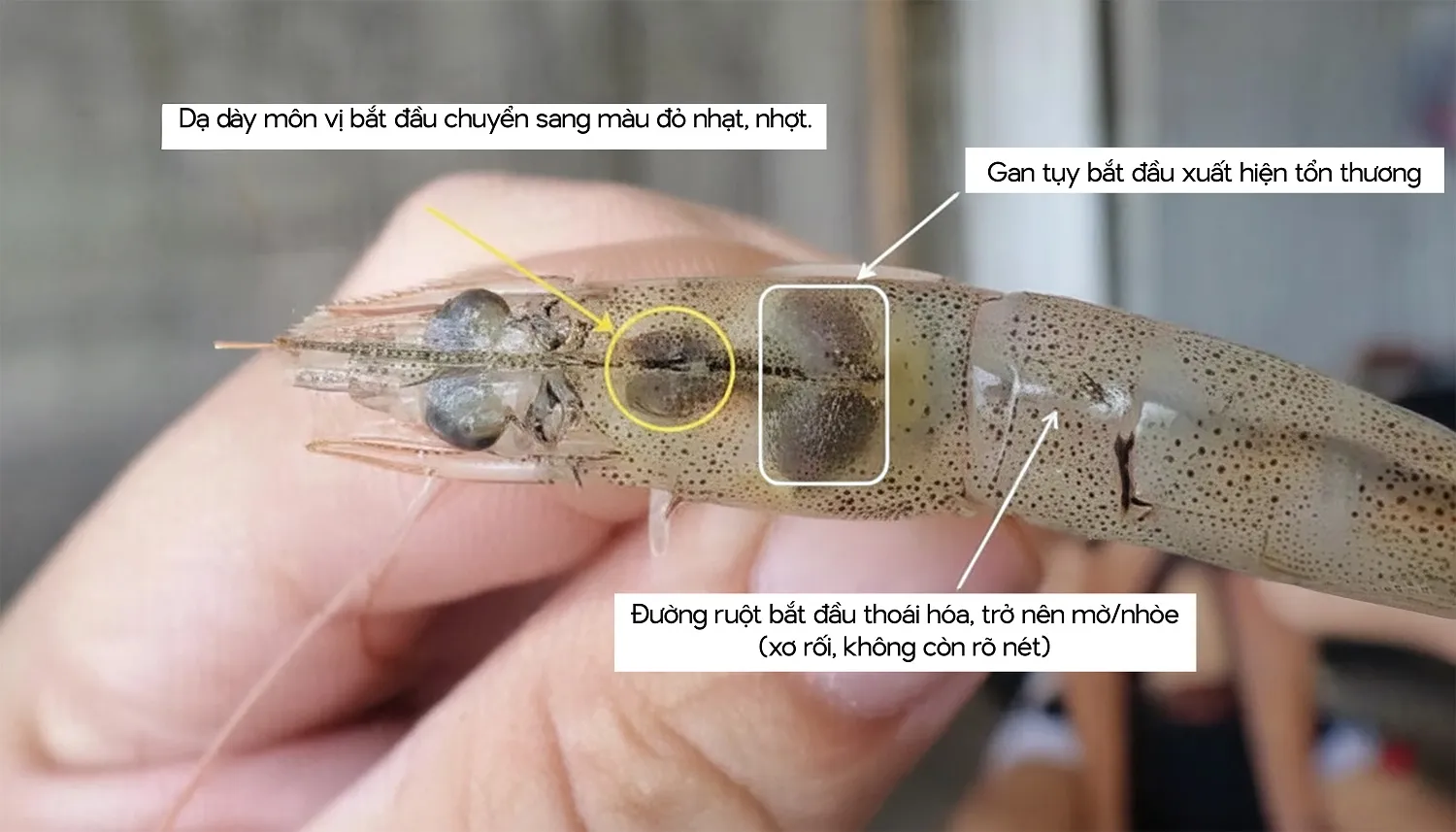 shrimp_melanization_image