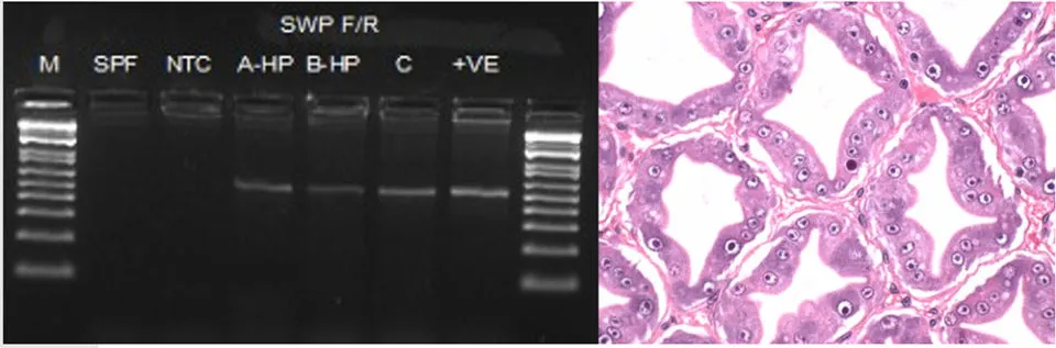 H&E_and_PCR