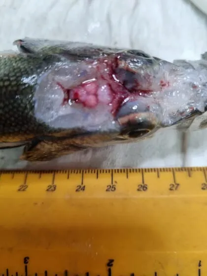 Hybrid tilapia infected with S. agalactiae showing brain congestion