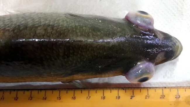 streptococcus-hybrid-striped-bass-credit-phibro