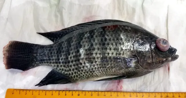 Hybrid tilapia infected with Streptococcus agalactiae