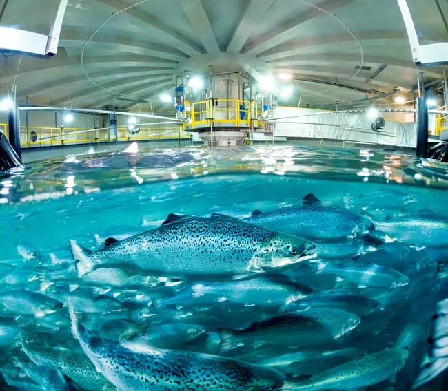 Salmon-in-tank-credit-Salmon-Evolution
