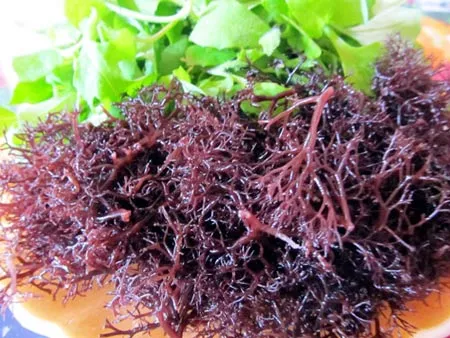 seaweed