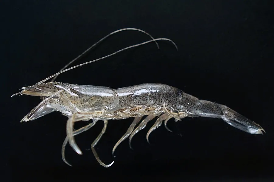 brown_shrimp
