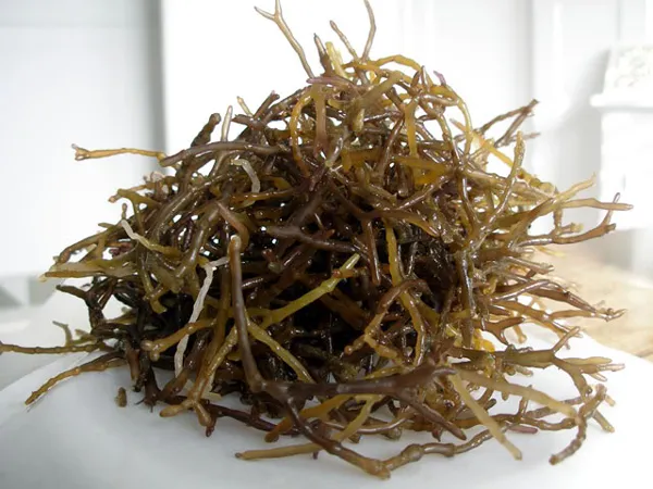 rongcauchivang2
