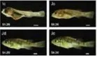 fish_nutrition21