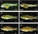 fish_nutrition22