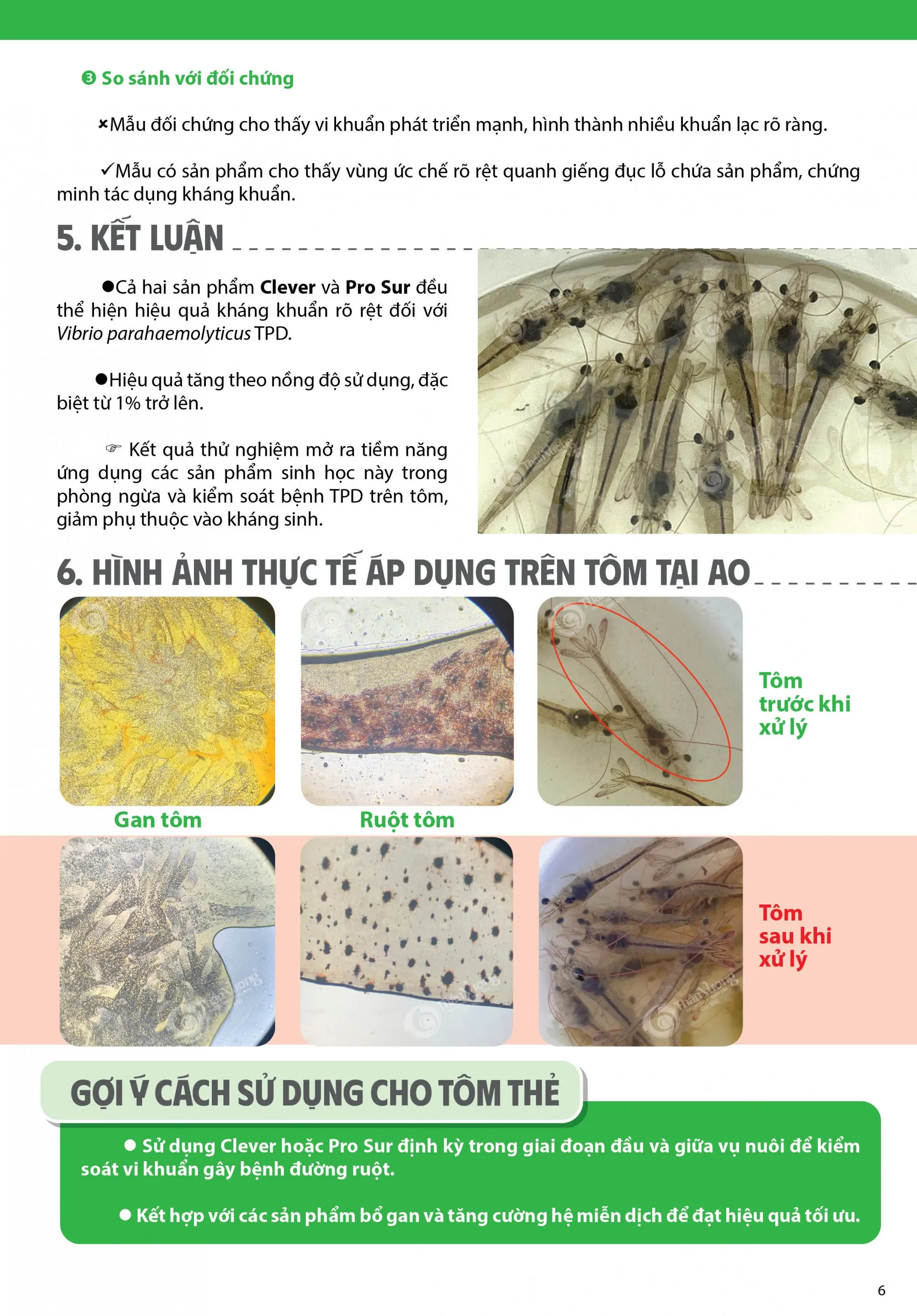 Report on Experimental Antibacterial Capacity - updated content 6