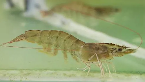 whiteleg shrimp freshwater acclimation