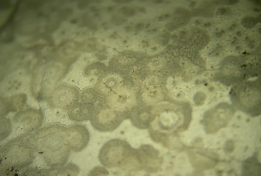 bacterialwhitespot