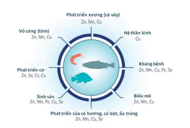 fish-nutrition