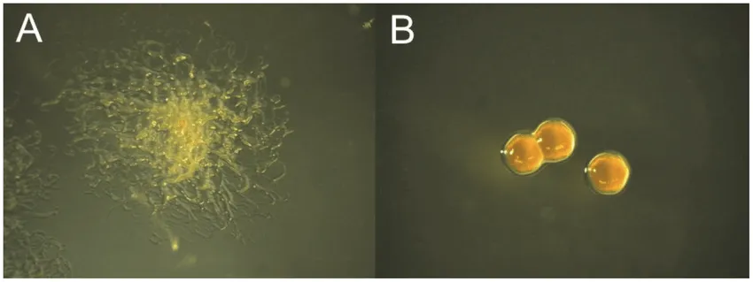 Flavobacterium-columnare-colony-morphotypes-A-Ancestral-rhizoid-Rz-colony-and-B-min