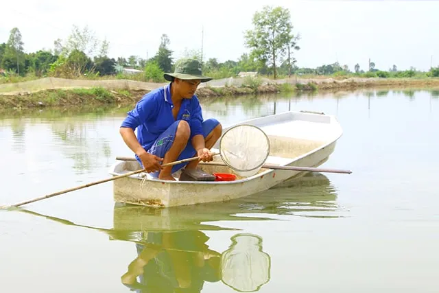 prevention_of_fin_rot_disease_in_pangasius_fingerlings-min