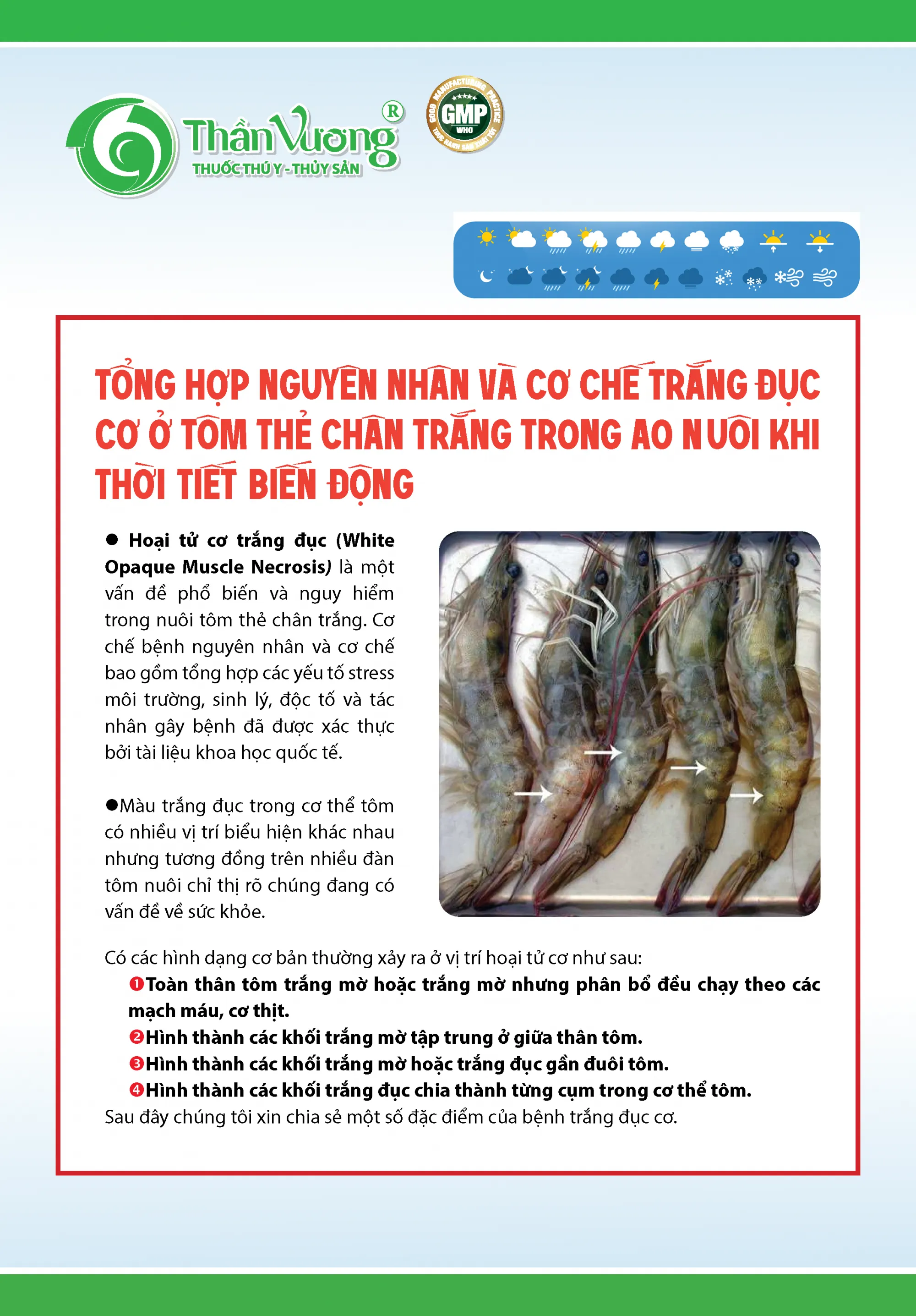 TYng_hYp_nguyen_nhan_va_cY_chY_trYng_YYc_cY_Y_tom_thY_chan_trYng_trong_ao_nuoi_khi_thYi_tiYt_biYn_YYng