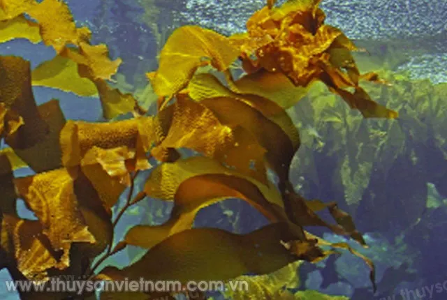 Image_seaweed_additive_article