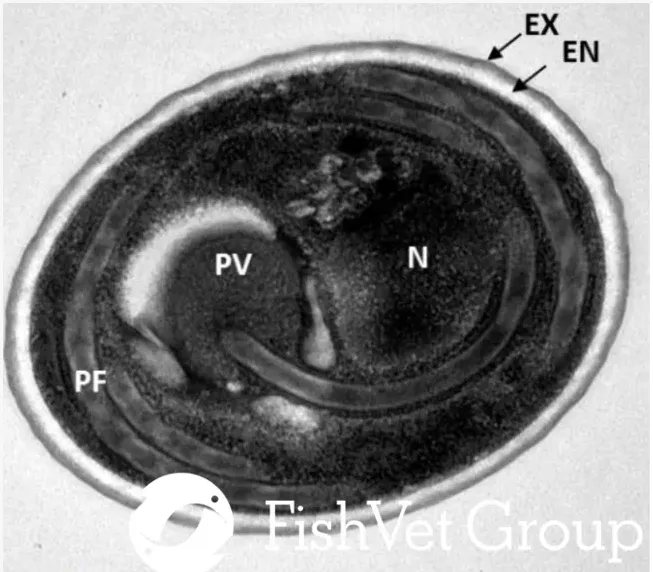 Microsporidians_2