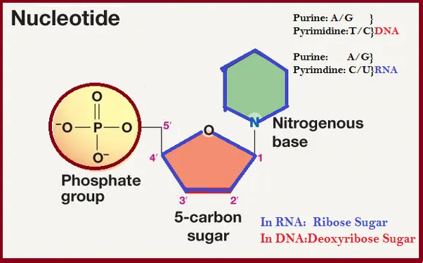 Nucleotides_1