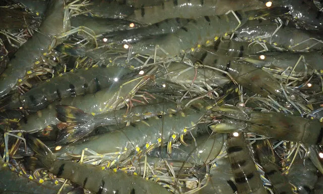 Vibrio_1_1