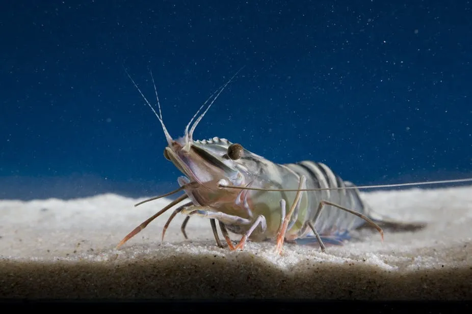 impact_of_salinity