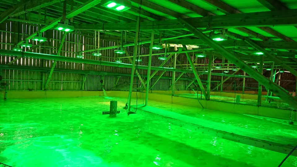 Green-LEDs_1500-960x540