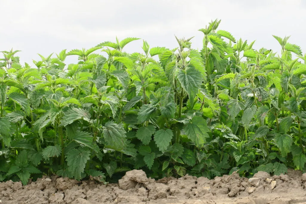 Nettle-crop-pic-2-1024x683