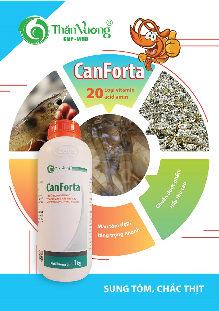 CANFORTA 1